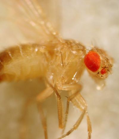 Drosophila