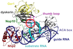 The structure of the box H/ACA pseudouridine synthase complex