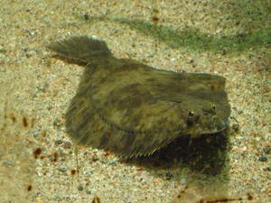 European Flounder (Platichthys flesus)