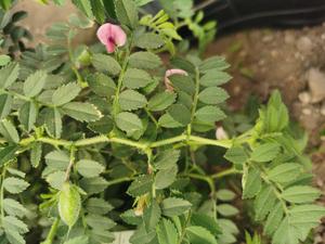 Chickpea plants grown in the fields of the Vienna city