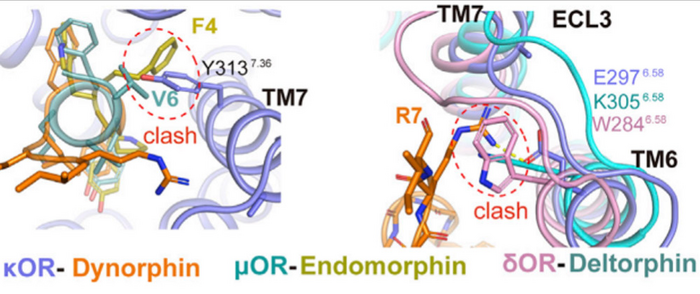 peptide-bound opioid receptor