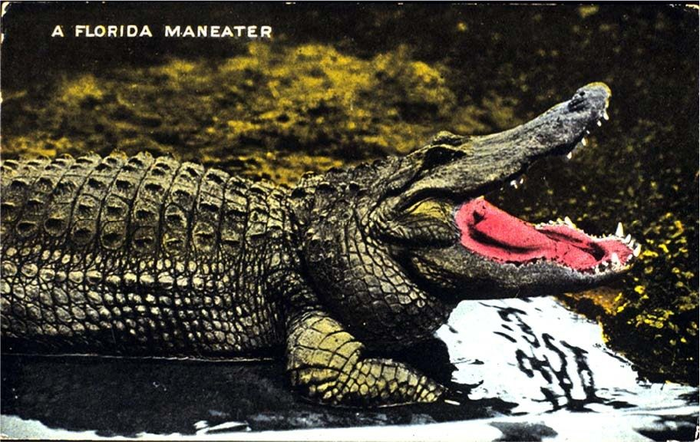 Florida Maneater
