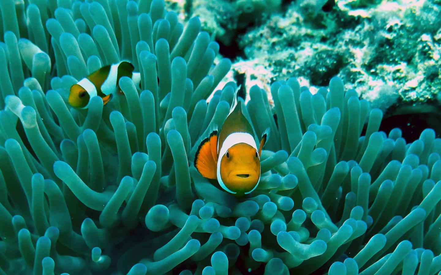 Clownfishes live in symbiosis with sea anemones