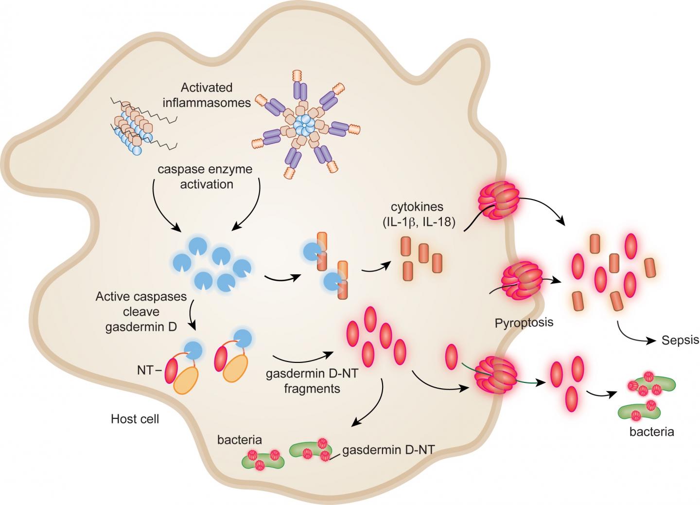 Pathway to Infection and Sepsis