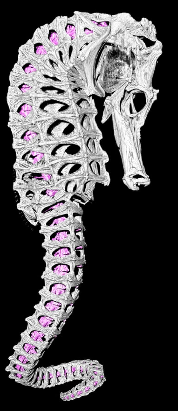 Seahorse Skeleton