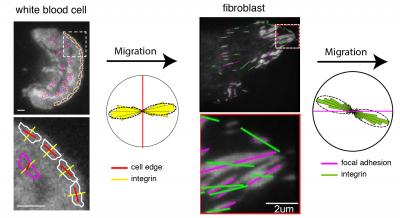 Orientation of Integrins at Leading Edge of Migrating T Cell