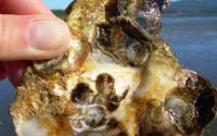 Close up Image of An Oyster at a Hatchery in Oregon
