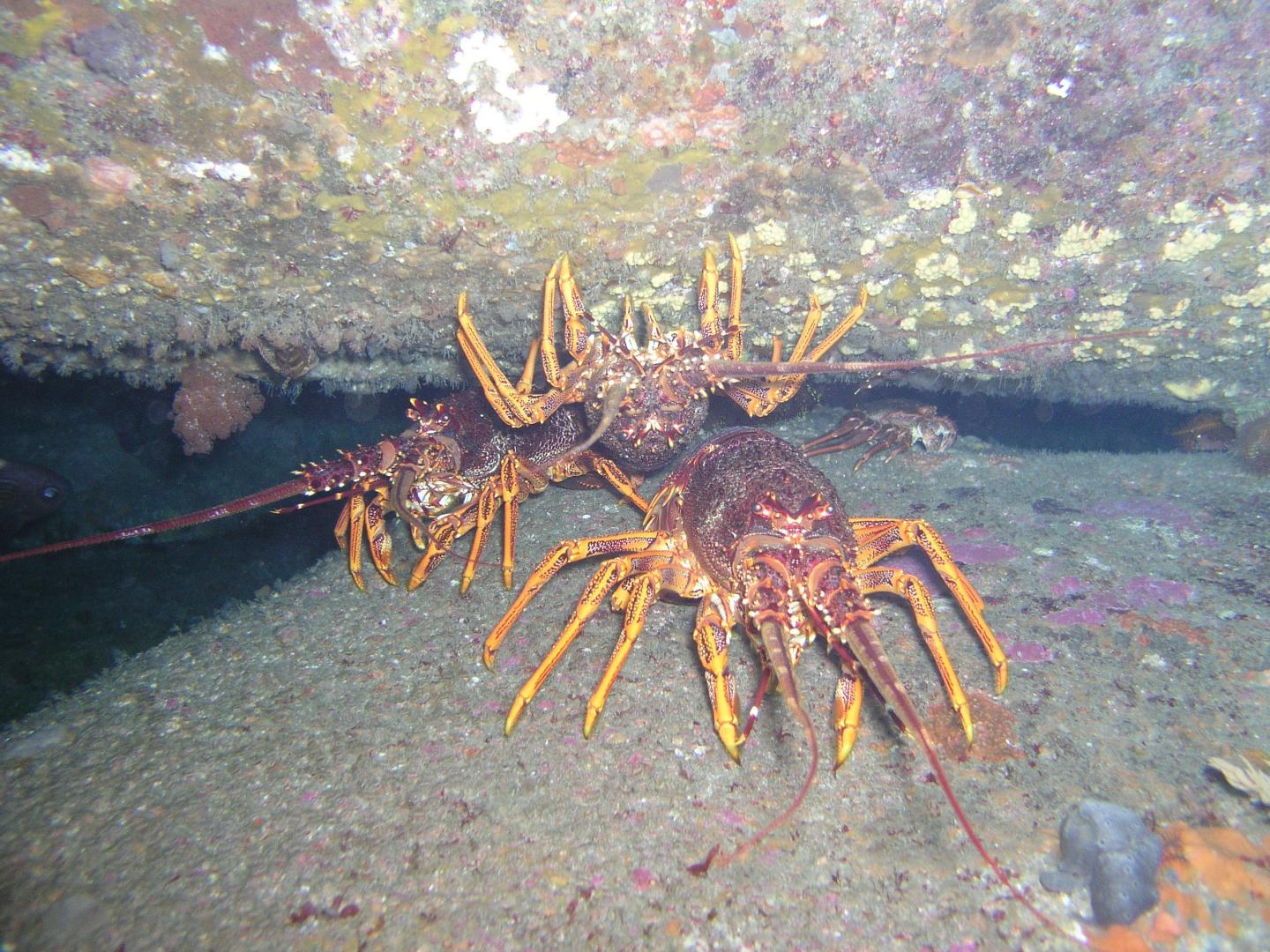 Southern Rock Lobsters