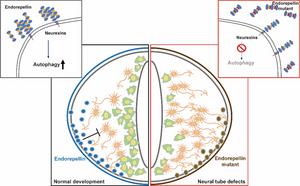 The interaction of endorepellin and Neurexin triggers neuroepithelial autophagy and maintains neural tube development