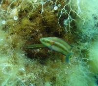 Ocellated Wrasse Nest