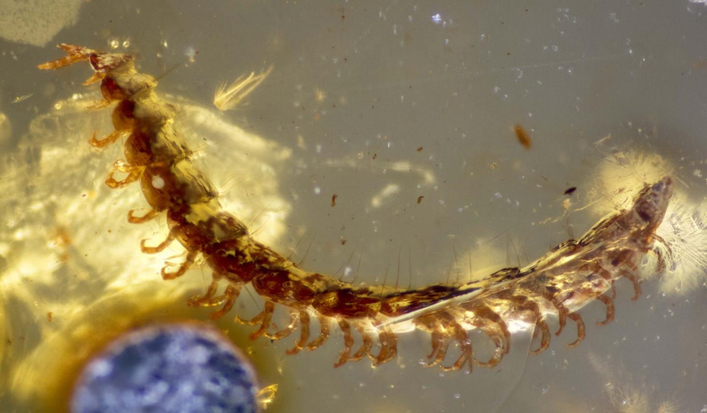 Millipiede in Cretaceous Amber