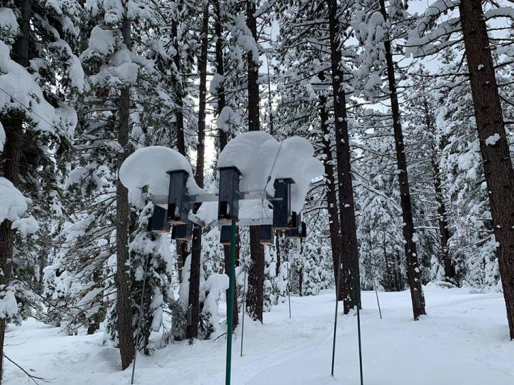 Mountain Chickadee Year-Round High-Elevation Feeders