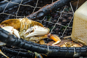 Dungeness crab