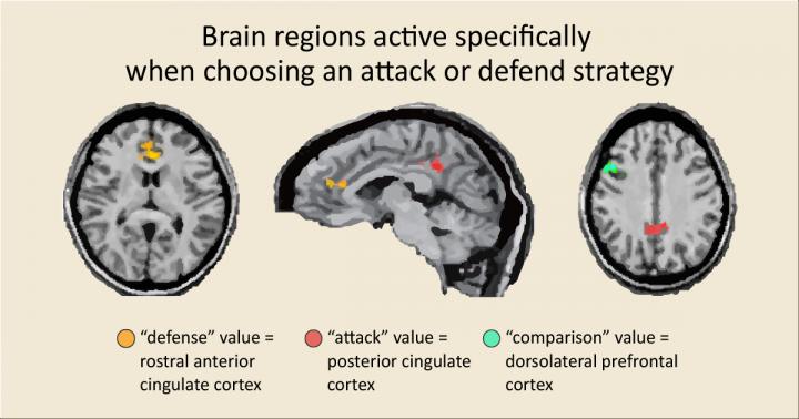 Brain Regions Active When Deciding to Attack or Defend