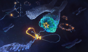 Condensin shaping mitotic chromosomes by looping DNA