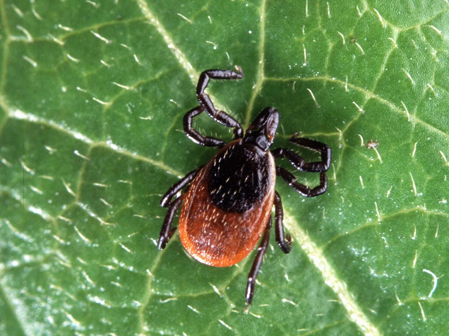 Blacklegged Tick