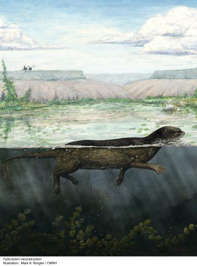 Puijila darwini Reconstruction