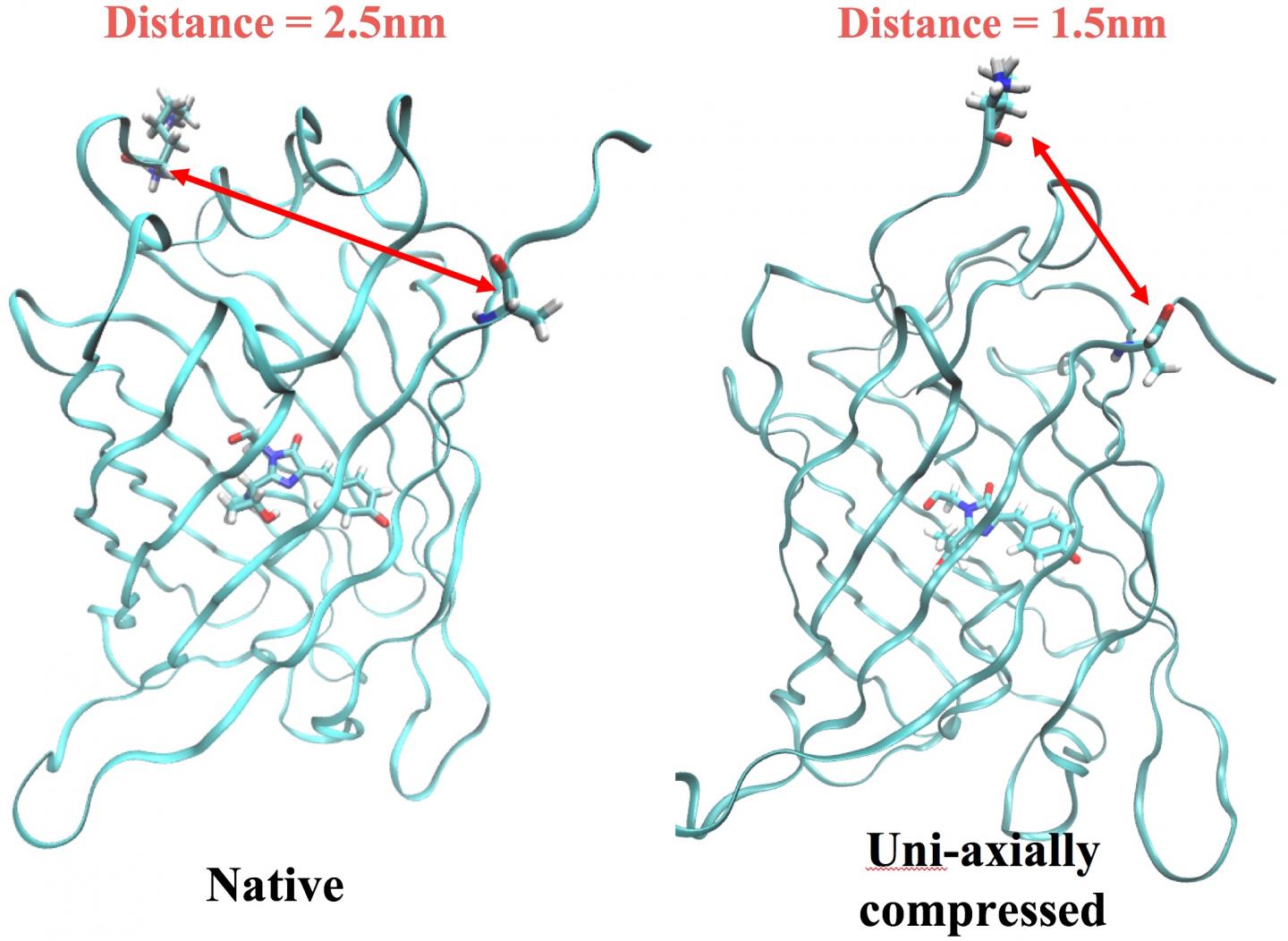 Fluorescence in Synthetic ArcLight Proteins