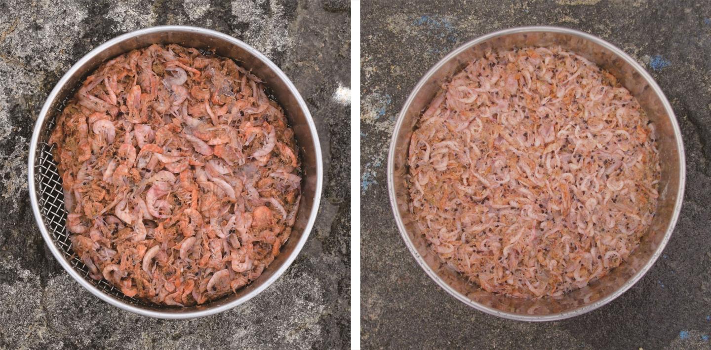 Krill Sampled from Penguin Stomachs