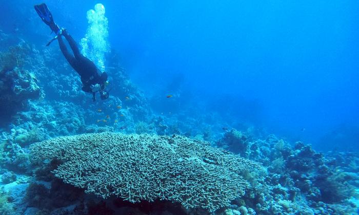 Göttingen University researchers analysed oxygen isotopes from corals, like this Acropora coral, to expand the uses of the “triple oxygen isotope” method and help measure temperatures from the past more accurately. This is important for understanding