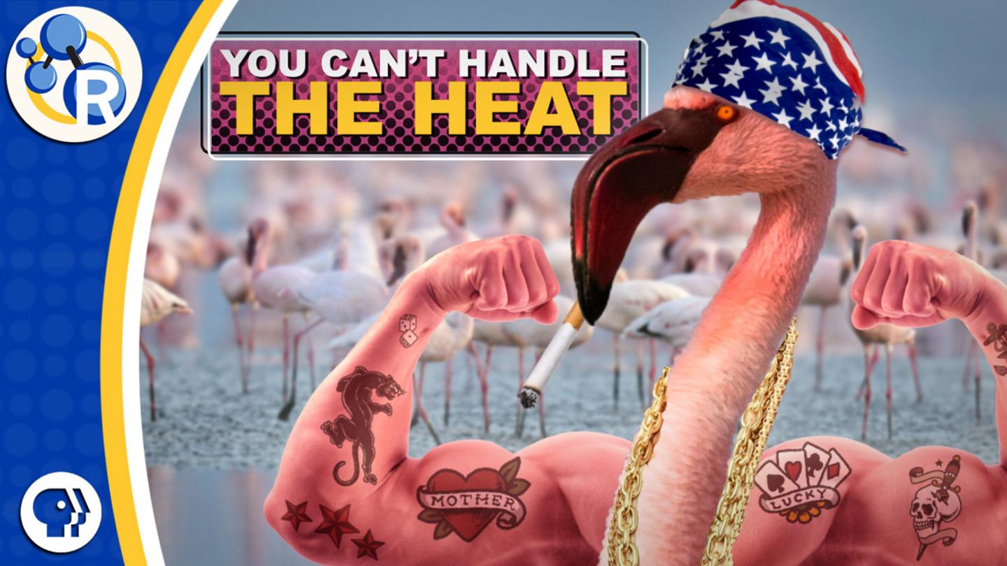 Why Flamingos Are Cooler than You Think (Video)