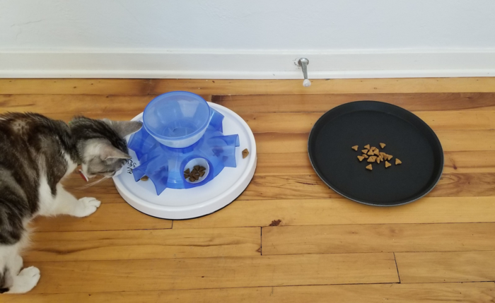 Cat eating from a tray