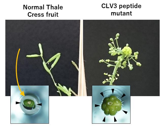 Fruit Shapes in Normal Thale Cress Plants and Clv3 Mutant Thale Cress Plants