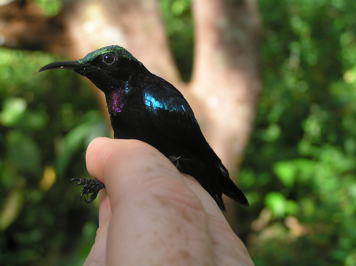 Male Black Sunbird