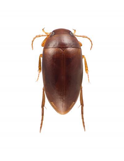 <i>Agaporomorphus colberti</i>