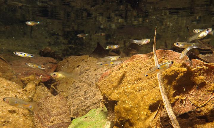 Guppies in a River Tributary