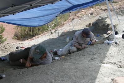 Excavating a New Dinosaur