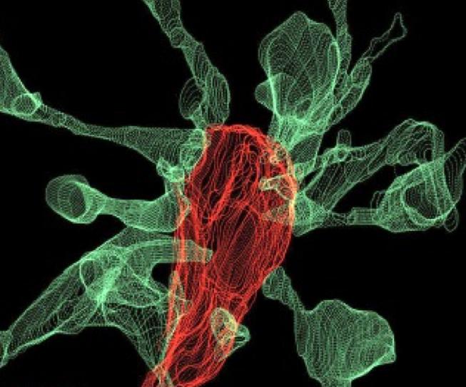 Microglia Nibbling on Brain Synapse