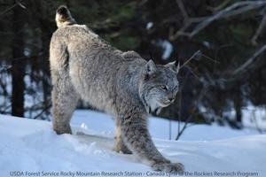 Lynx Walking in Snow Northern Rocky Mountains