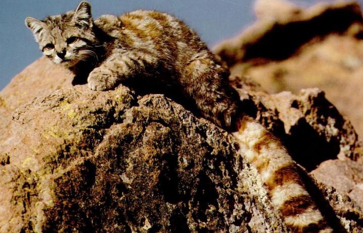 Habitat Loss Threatens The World's Felids