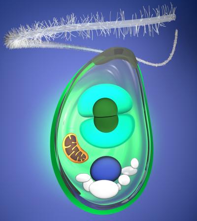 Schematic of <I>Cyanophora paradoxa</I>