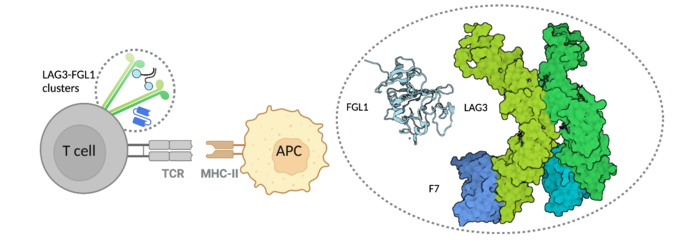 LAG3 Crystal Structure