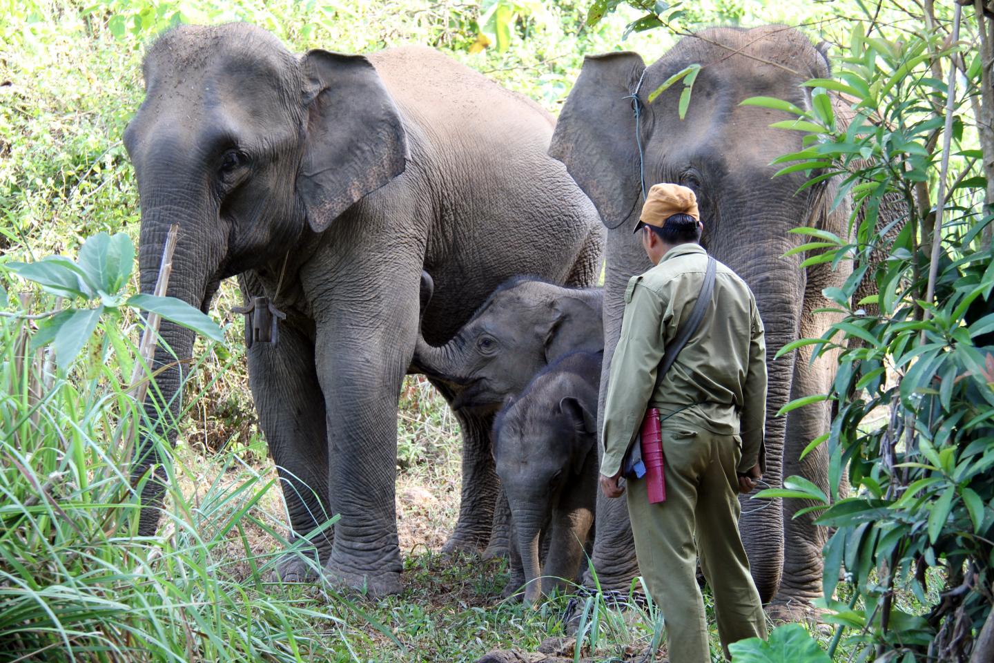 Captive Elephants (2 of 2)