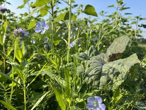 Cover crops support the climate change mitigation potential of agroecosystems