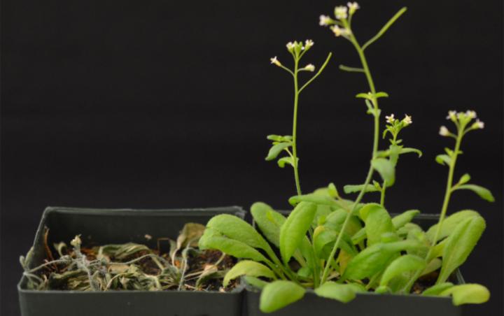 <i>Arabidopsis</i> Plants