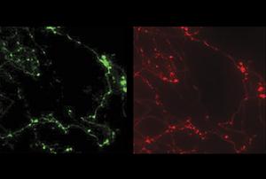 ATP sensor targeted to mitochondria in primary neurons. Green indicates the presence of ATP, while red independently labels the sensor.