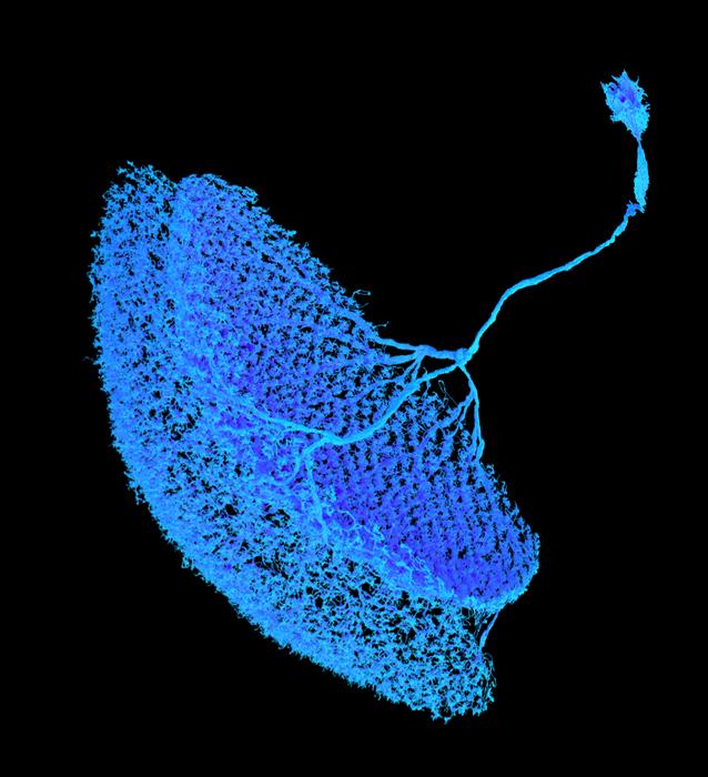 Reconstruction of a blue CT1 neuron