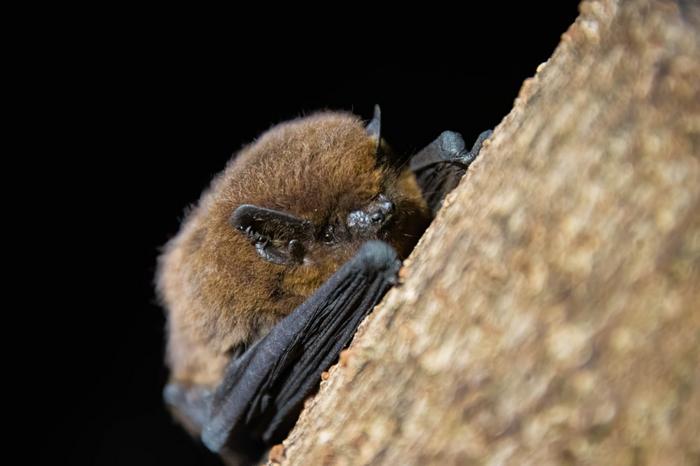 Madeira pipistrelle (Pipistrellus maderensis)