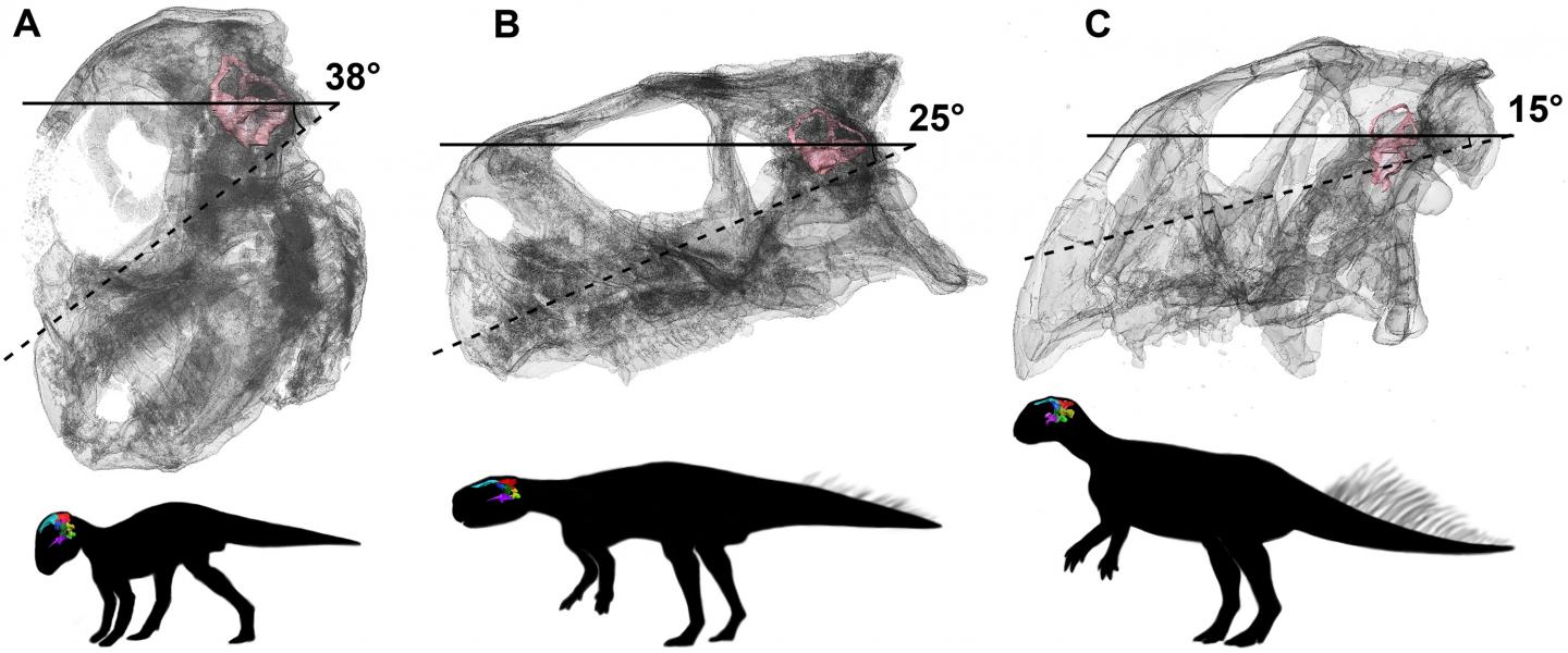 Head Posture of Psittacosaurus Lutjiatunensis