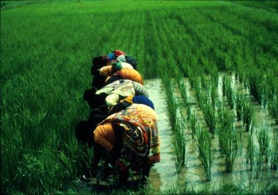 Indian-Rice-Farmers