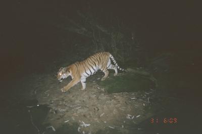 Hukaung Tiger