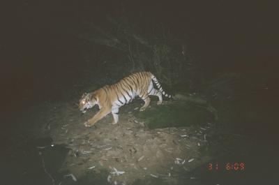 Hukaung Tiger