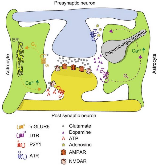 Astrocytic GLUR5 and dopamine D1 signaling.