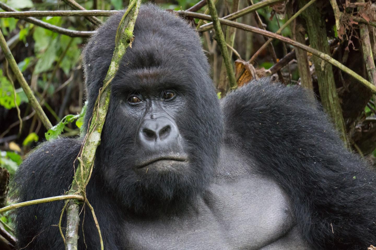 Gorilla Populations at Risk Due to Poor Recycling of Mobile Phones