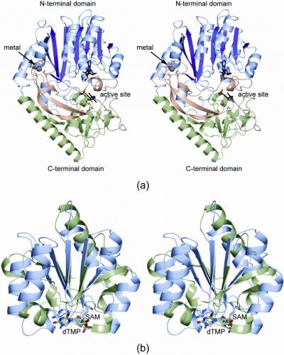 Disease-Fighting Enzymes