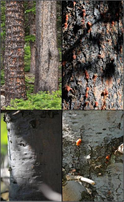 Different Bark Textures